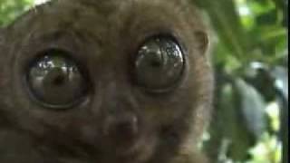 Directors Cut Version Without ending   btw Checkout my video game beautiful animals