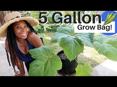 Grow Okra EASILY in Containers (5 Gallon Grow Bag + Care)😀🌿🌞🌧#garden
