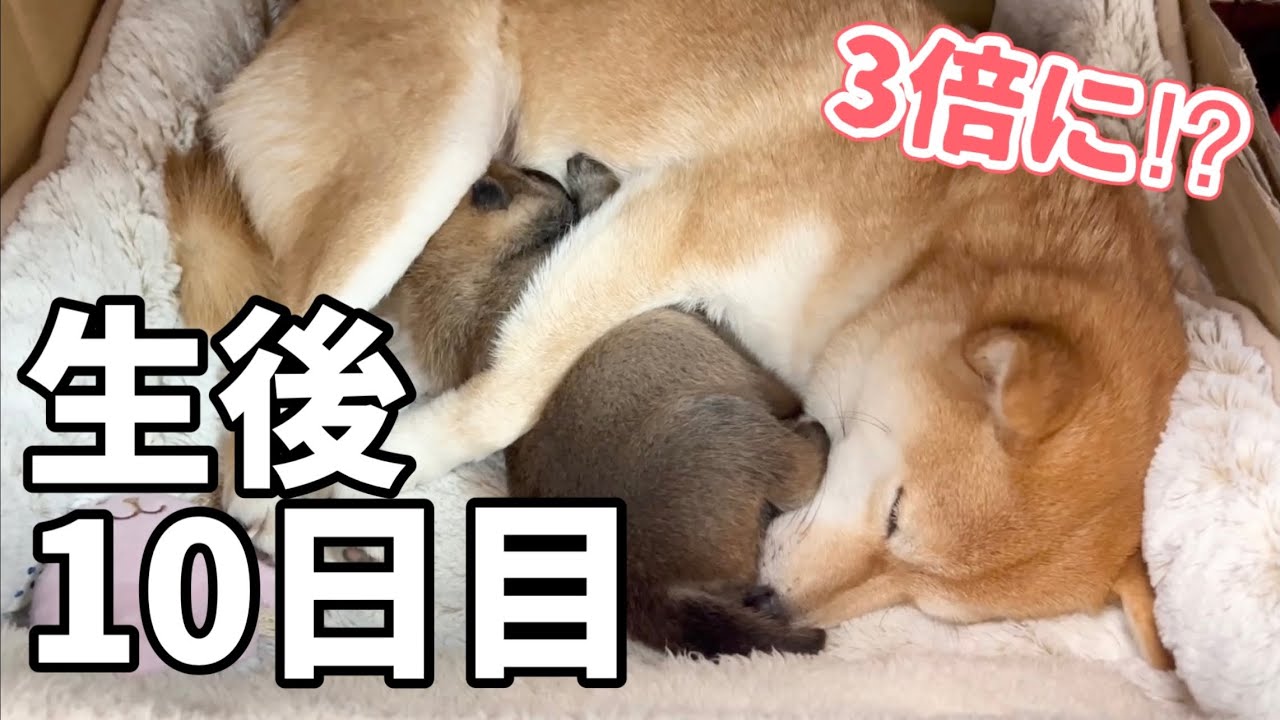 【3倍に⁉︎ママもおっぱいも独り占めの子犬。生後10日の姿が可愛いすぎた♡】豆柴さにらむ　#53