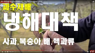 [과수 냉해피해] 피해 과수원 결실확보 방안 이렇게 해보자/사과.복숭아.배.자두