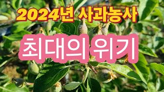 2024년 사과농사 최대위기 10년차 농부에게도 찾아왔다/극복하는 방법