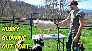 Husky Coat Blow Out!