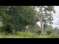 Elephant Trumpeting
