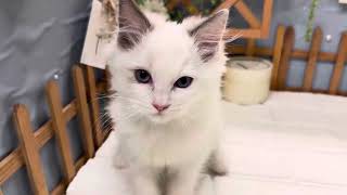 ラグドールの動画01