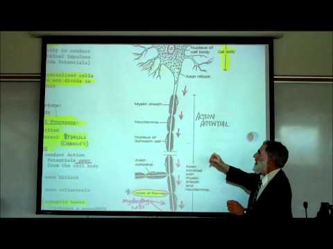 Structure & Types of Neurons by Professor Fink
