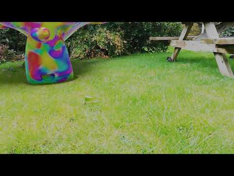 Suzanne in the Garden (Blender Motion Tracking)
