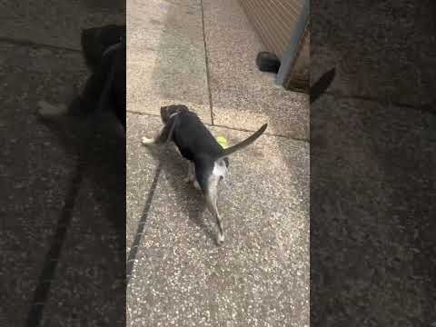 Kasumi #A2014030 walking on a leash