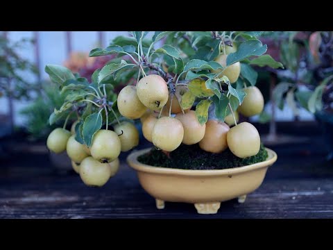Koju-en Shohin Bonsai nursery, Kyoto