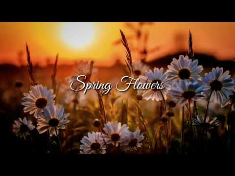 AckorensenD - Spring Flowers