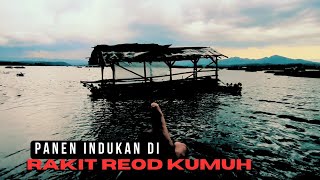 Download lagu PANEN INDUKAN DI RAKIT REOD RUKSAK WADUK CIRATA - MANCING MANIA mp3 Download lagu PANEN INDUKAN DI RAKIT REOD RUKSAK WADUK CIRATA - MANCING MANIA mp3