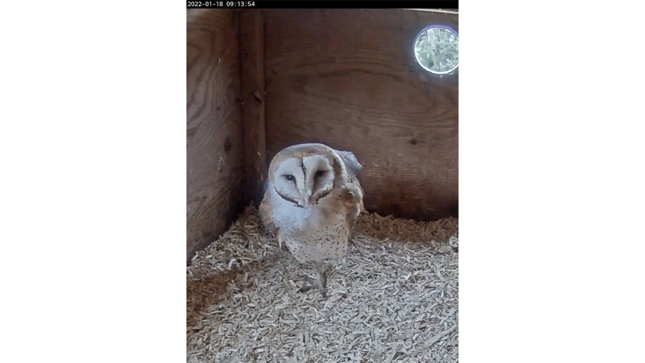 Romanini Live Barn Owl Stream