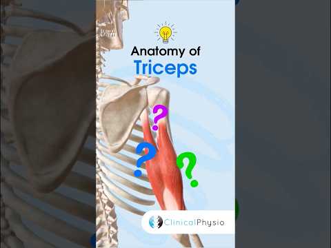 Anatomie & Behandlungswissen Videos – Interaktives Nachschlagewerk für Physio, Massage, Therapie 56 Anatomy of Triceps #physicaltherapy #physiotherapy #anatomy #muscleanatomy #triceps