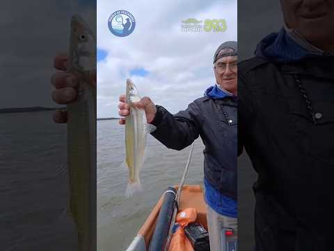 Pesca de matungos de los hermanos Turano en Madariaga