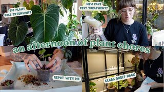 🌿 plant chores 🌿 diatomaceous earth for pests, rare plant repots, improving plant shelf, & more!