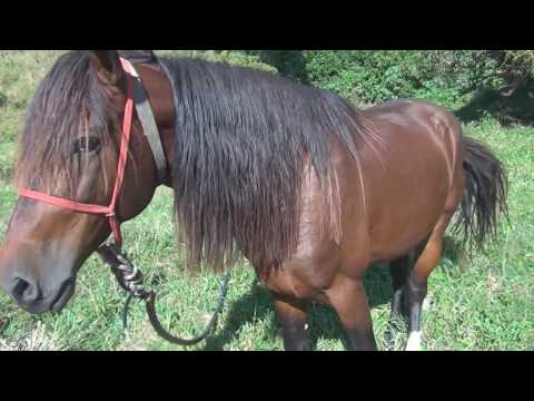 Conheça o cavalo mais famoso e com fama de maldoso do mundo