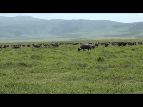 Cape Buffalo at Ngorongoro Crater