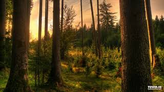 Botho Lucas Chor - Wer recht in Freuden wandern will