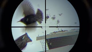 Starling smack down!!  Last outing for the Benjamin Maximus 22