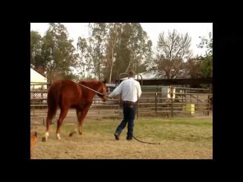 Our Downunder Horsemanship Intermediate Test