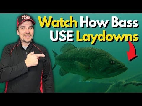The Truth About Bass Positioning on Laydowns | Underwater Secrets