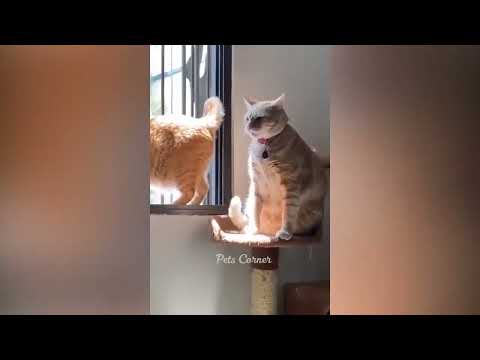 Funniest Animals 2024 😂 Best Funny Cats and Dogs 😺🐶
