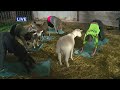 Yes Goat Yoga Is A Real Thing