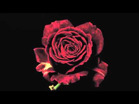 NAKTINĖS PERSONOS - SAULĖS KRAUJAS