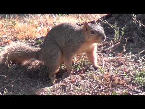 Mammals USA... Fox Squirrel