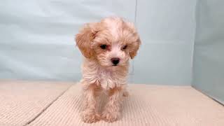 ハーフ犬の動画01