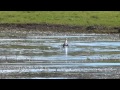 Tiger Fish Kills Crocodiles Lunch Duck