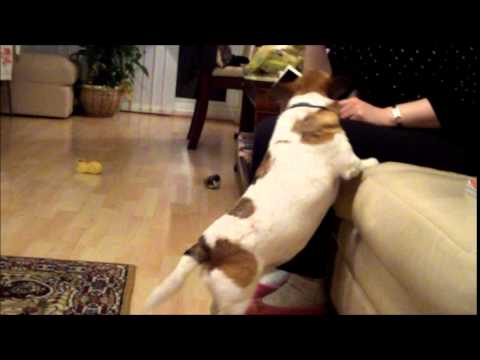 Shasa Leila Xmas 2014