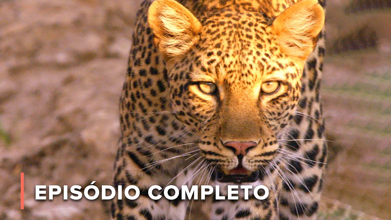 A sobrevivência do mais forte: Kamuti vs. o leopardo nômade | Caçadores da África 102