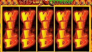 BIG WIN on Wild Life Extreme Slot! Epic Casino Hit!
