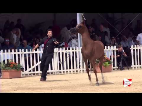 N.10 FALHA AL SHAQAB - Menton 2015 - Yearling Fillies 1 year old (Class 1A)