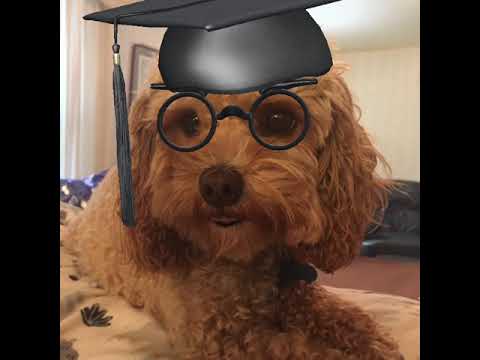 1-Wagishly Witty Word Definitions by Tucker the Dog-YOLO #shorts