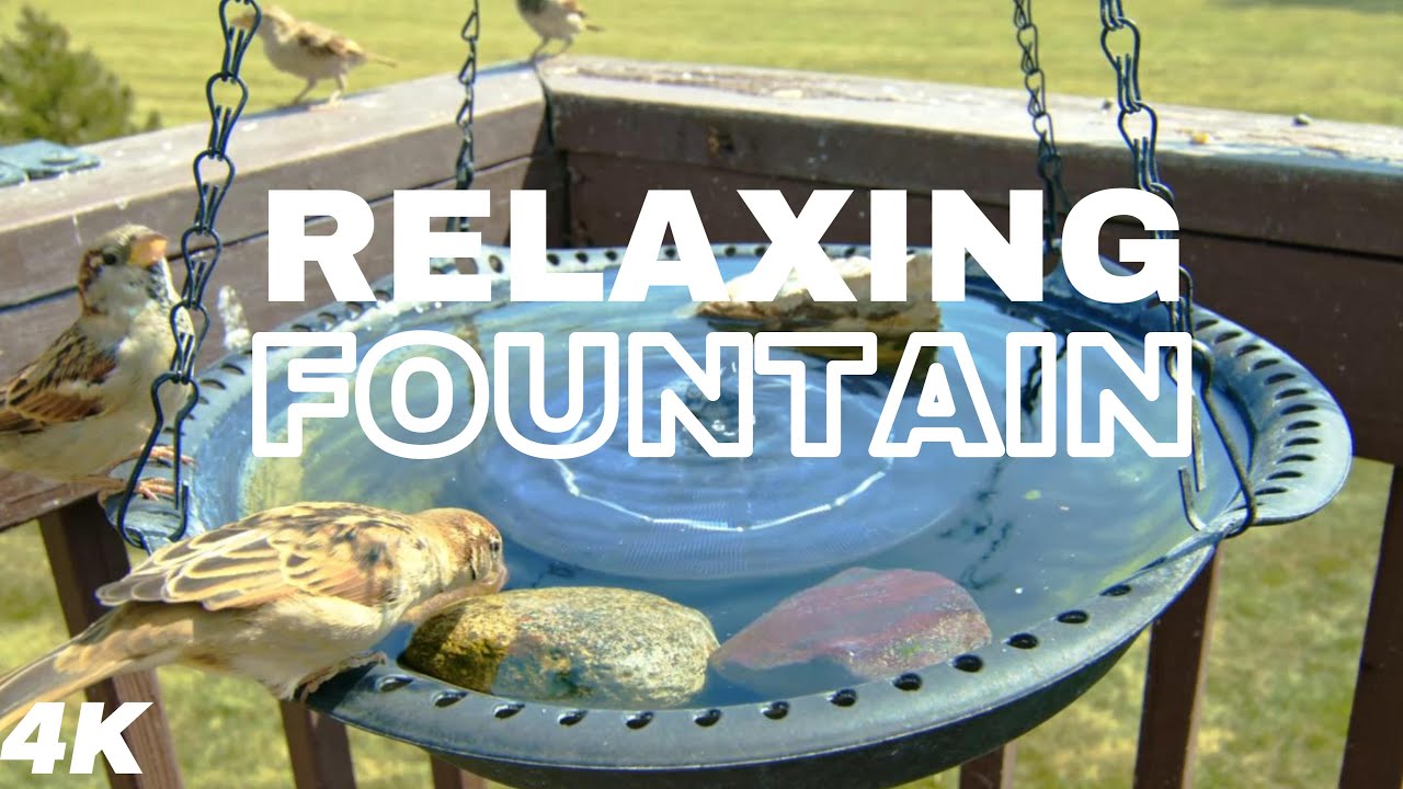 Nature's Symphony: Listen to Birds Chirping While Enjoy a Refreshing Splash #birds #nature #relaxing