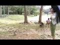 Amazing Monkey Meeting Tourist At Angkor Wat AngkorMongkeys 24