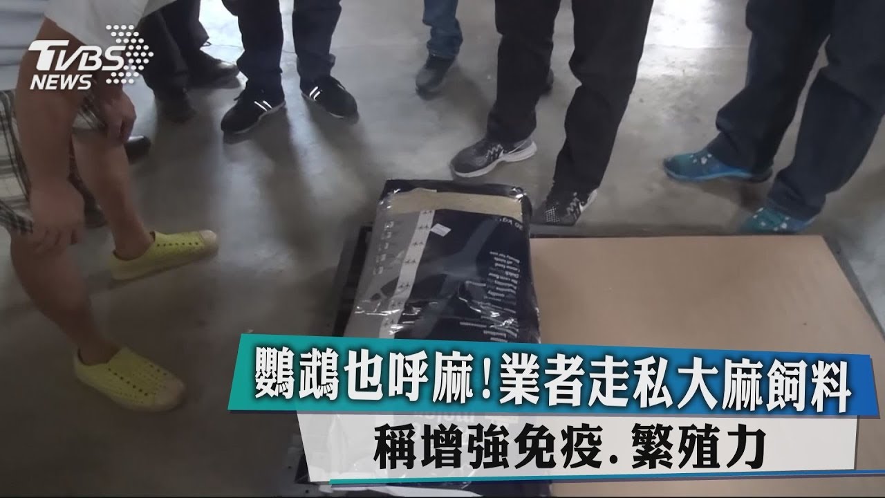 鸚鵡也呼麻! 業者走私大麻飼料稱增強免疫、繁殖力