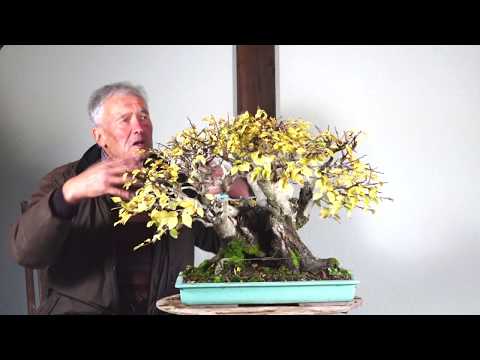 SandevBonsai 2019 - A special small huge tree with a great future of a champion