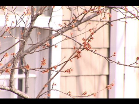 Gardening and Microclimates