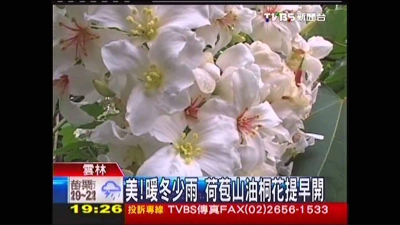 美！暖冬少雨　荷苞山油桐花提早開