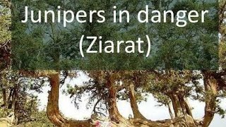 preview picture of video 'Ziarat Juniper Forest'
