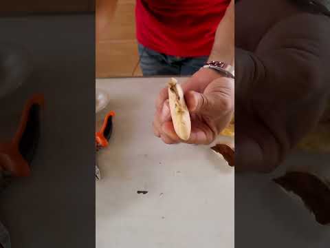 زراعة المانجو في المنزل growing mango seeds مانجا manga زراعة mango