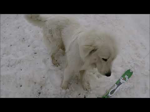 Passone monte Cusna   Giuliano 03 04 2021