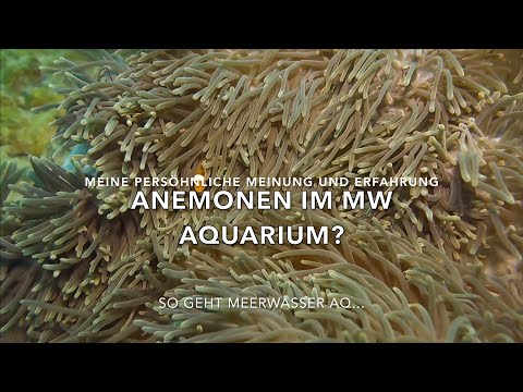 Anemonen in deinem neuen Aquarium? Triff die Richtige Entscheidung! Anemone Ja oder Nein? Clownfisch