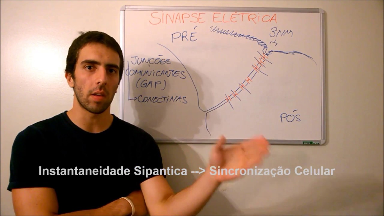 Neurofisiologia - Sinapse Elétrica e Conceitos