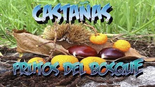 Recoger Castañas En El Bosque || Vblog || La Huertina De Toni