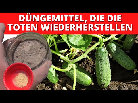 Dünger, Der Tote Gurken Wiederbelebt!!! Hefe & Asche Dünger #dünger #gurke #auberginen