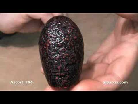 pipa Ascorti 196 - smoking pipe