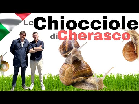 le Chiocciole di Cherasco. Dentro la produzione delle Lumache nelle Langhe #langhe #chiocciole